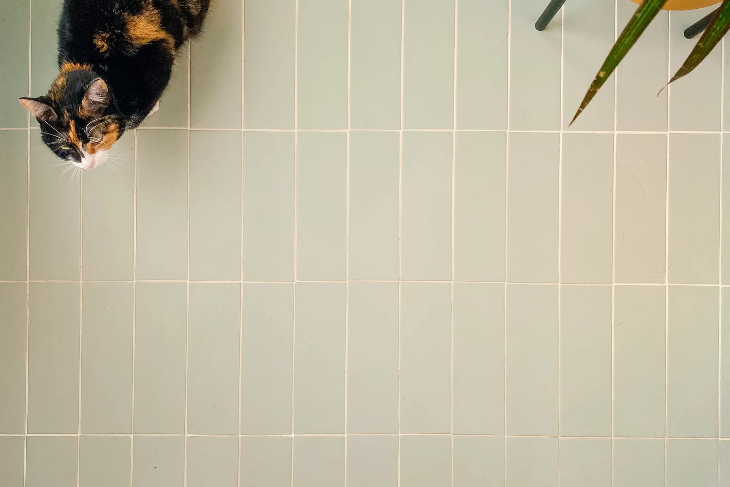 2020 Q1 Img Hi Res Full Rights Residential Influencer Dabito Bathroom Floor Tile Non Slip 3X9 Straight Set Lady Liberty With Feet Cat Fc294834