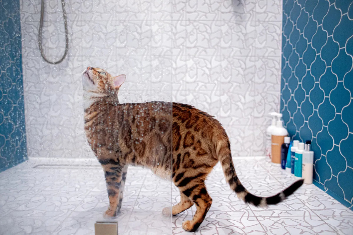 2022 hi res residential web social usage installer terence Mc Mahon photo Jean Yang shower floor ginkgo white motif shower wall paseo peacock finger cove peacock finger cove white wash FC449047 4