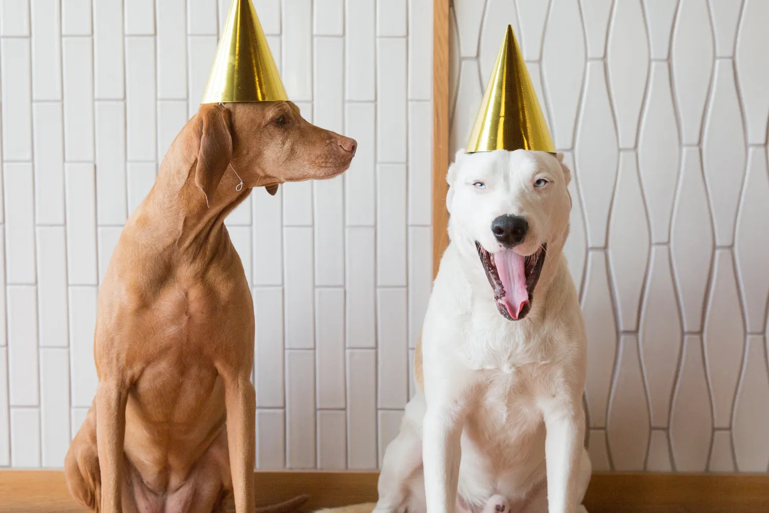03 2016 Shoot 901 Brannan birthday Dog hats Marketing Penny Portrait 53