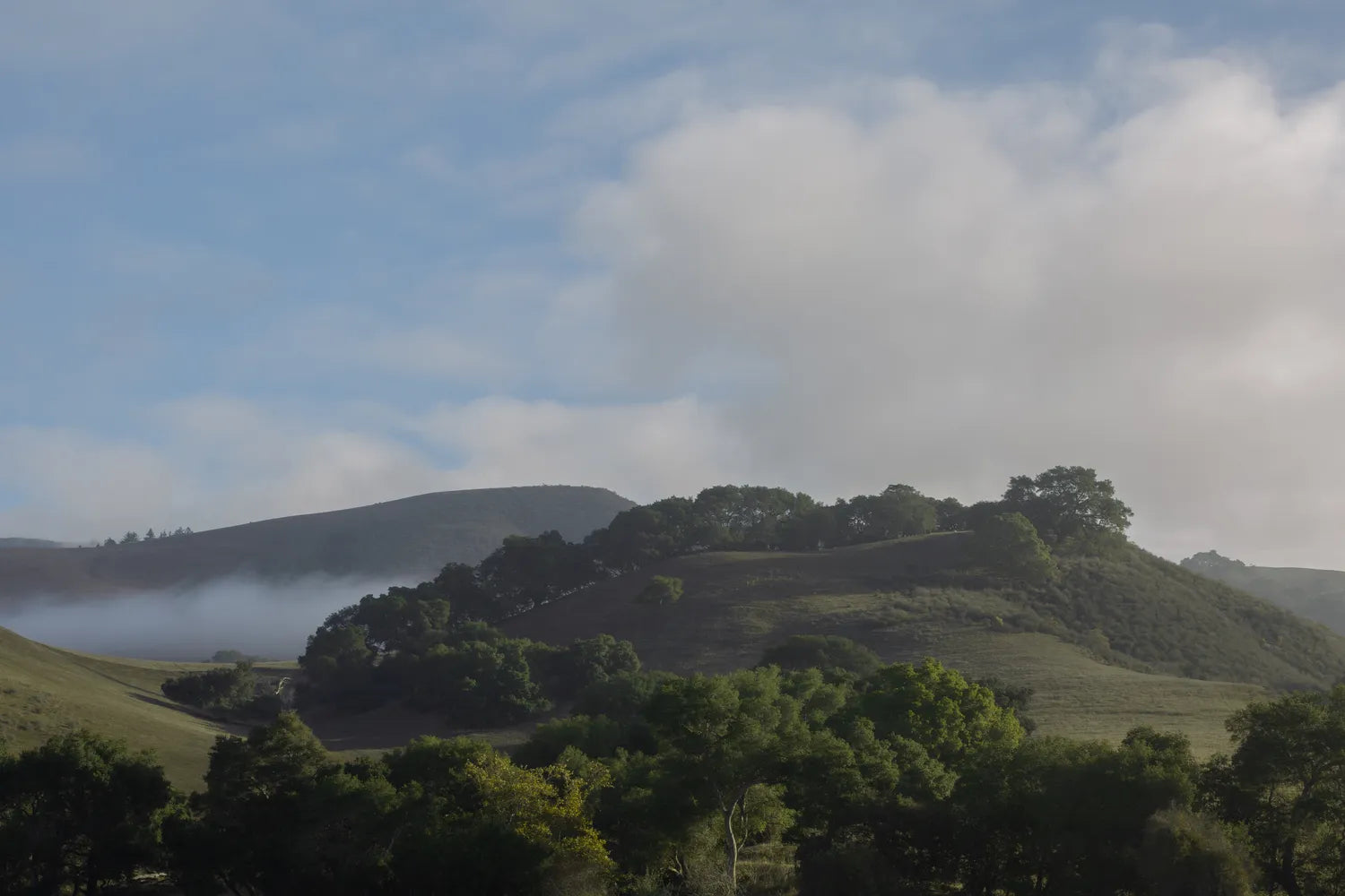 2021 Aromas Hills 01