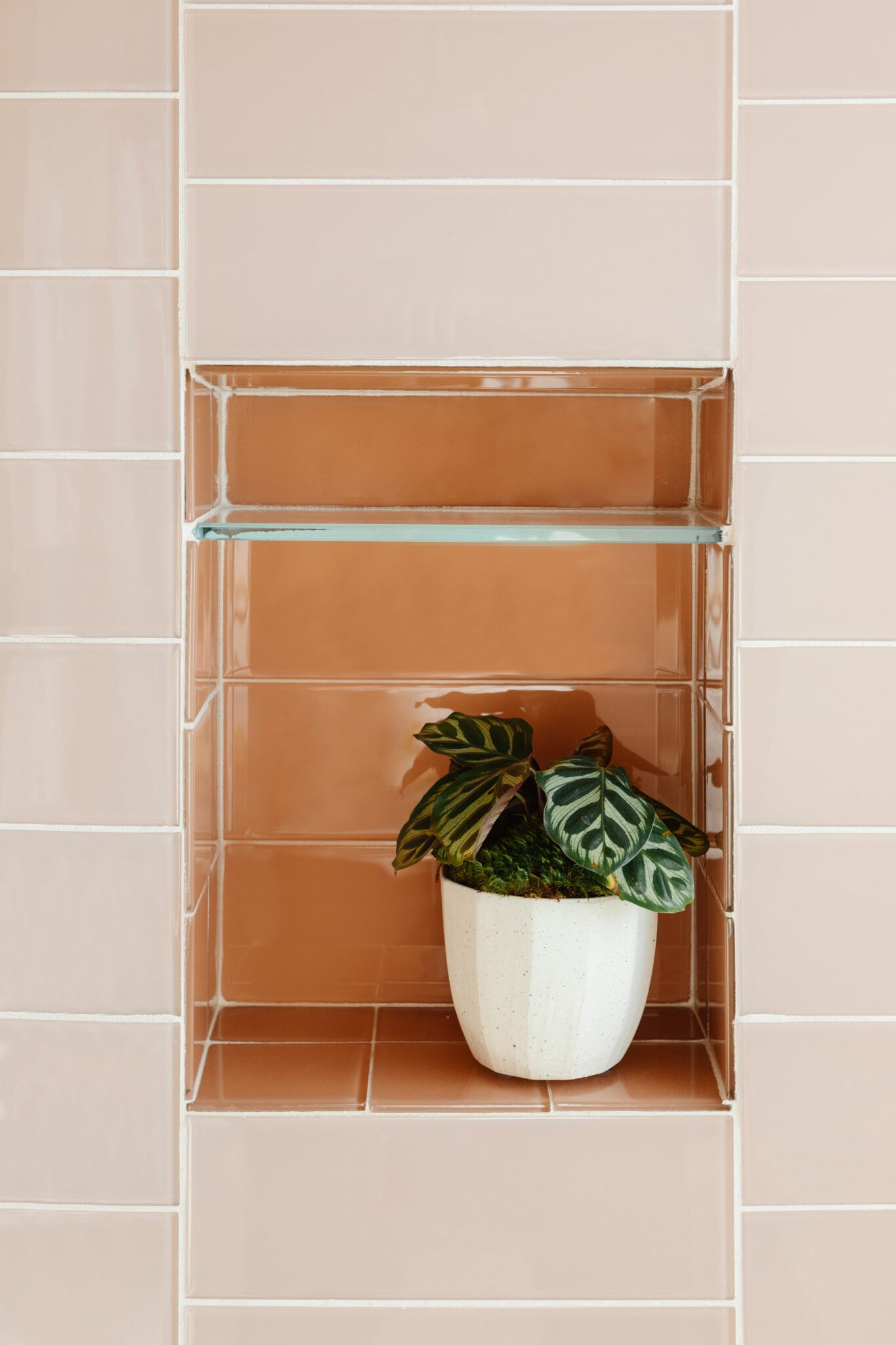 2x6 Glass Tile in Carolina Wren Gloss